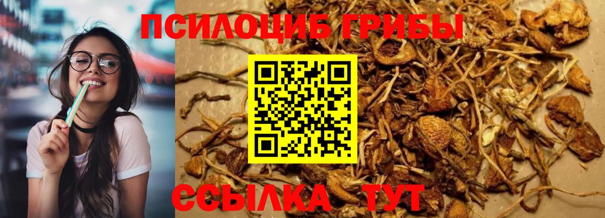 Клинцы  где найти наркотики  Вход с VPN  Галлюциногенные грибы Psilocybe 